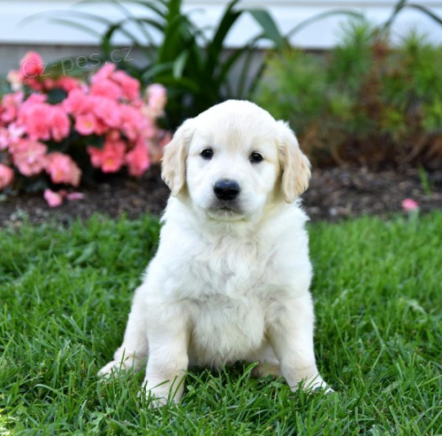 štěňata Zlatý retriever k dispozici štěňata Zlatý retriever k dispozici