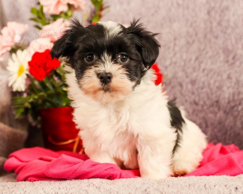 štěňata Havanese k dispozici štěňata Havanese k dispozici