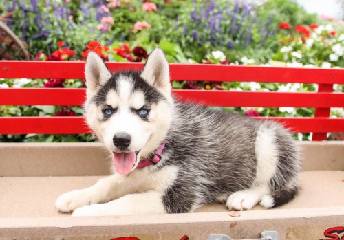 štěňata Sibiřský husky k dispozici štěňata Sibiřský husky k dispozici
