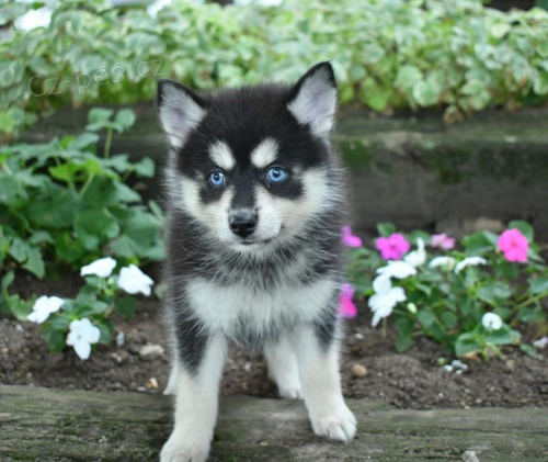 štěňata Pomsky k dispozici štěňata Pomsky k dispozici