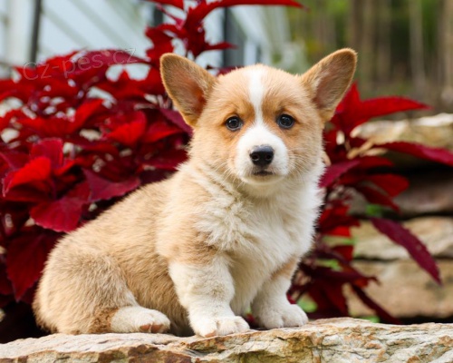 štěňata Welsh corgi pembroke k dispozici štěňata Welsh corgi pembroke k dispozici