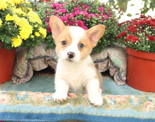 štěňata Welsh corgi pembroke k dispozici štěňata Welsh corgi pembroke k dispozici