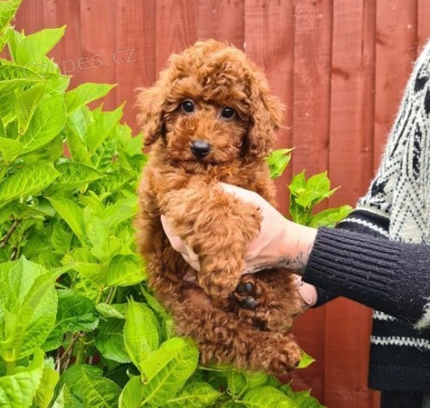 Pudl �erven� �t��ata