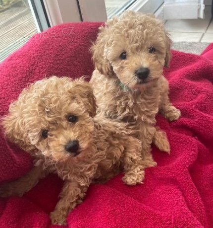 �t��ata pudla N�dhern�