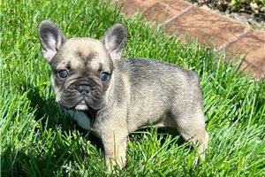Štěňata francouzského buldočka. Štěňata francouzského buldočka.