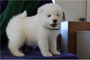 Sn�hurka Samoyed �t��ata.
