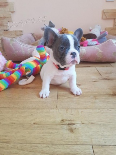 Štěňata francouzského buldočka. Štěňata francouzského buldočka.