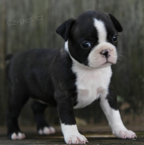 Prod�m �t��ata bostonsk�ho teri�ra