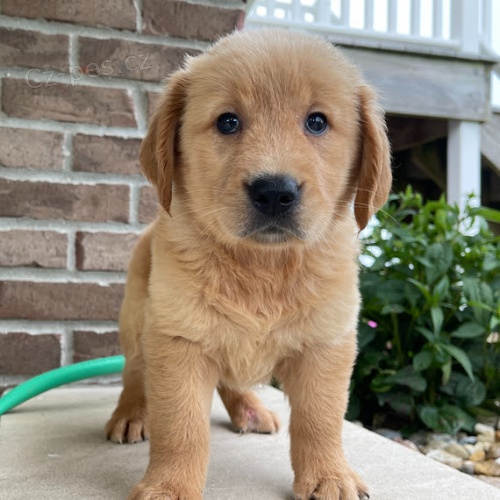 �t��ata zlat�ho retr�vra k adopci