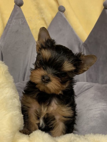Rozkošná a krásná miniaturní štěňátka jorkšírského teriéra k adopci. Rozkošná a krásná miniaturní štěňátka jorkšírského teriéra k adopci.