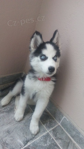 �t��ata sibi�sk�ho huskyho k adopci.