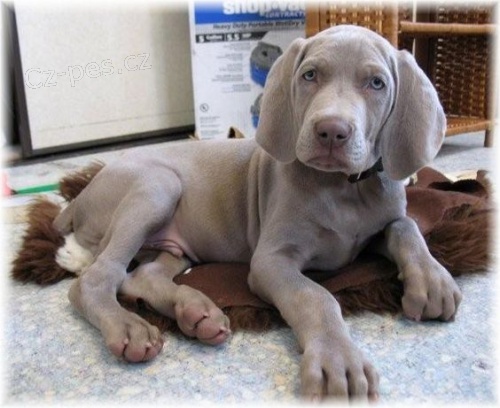 o�kovan� a od�erven� �t��ata v�marsk�ch oha�� k adopci