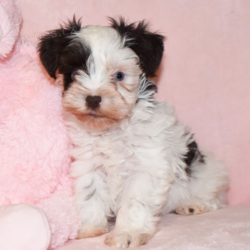 očkovaná a odčervená štěňata malého knírače k adopci. očkovaná a odčervená štěňata malého knírače k adopci.