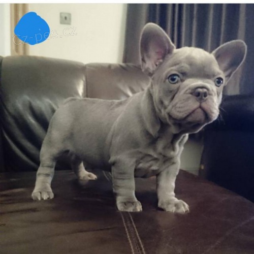 Ohromující štěňata francouzského buldočka. Ohromující štěňata francouzského buldočka.