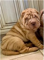 Krsn ttka Shar Pei.