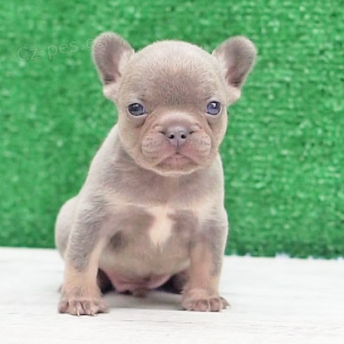 Prodám štěňata francouzského buldočka. Prodám štěňata francouzského buldočka.