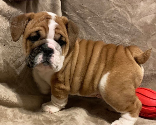 �t��ata anglick�ho buldoka k adopci