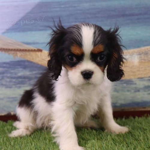 Prod�m �t��ata kaval�r King Charles �pan�l.