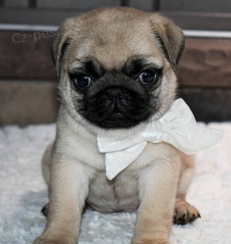 Prod�m kr�sn� �t��ata mopse