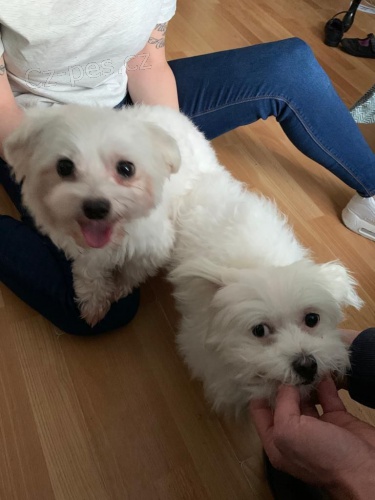 Super rozkošná maltézská štěňata Super rozkošná maltézská štěňata