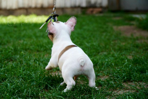 Francouzský buldoček Francouzský buldoček