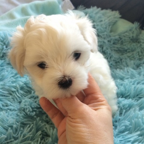OČKOVANÁ štěňata mini maltézáčků k adopci. OČKOVANÁ štěňata mini maltézáčků k adopci.