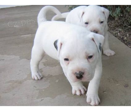 o�kovan� a zdrav� �t��ata americk�ho buldoka na prodej.