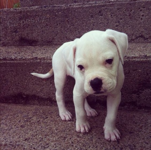 o�kovan� a zdrav� �t��ata americk�ho buldoka na prodej.