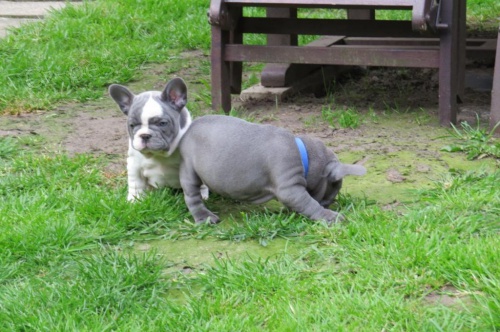 Štěňata francouzského buldočka. Štěňata francouzského buldočka.