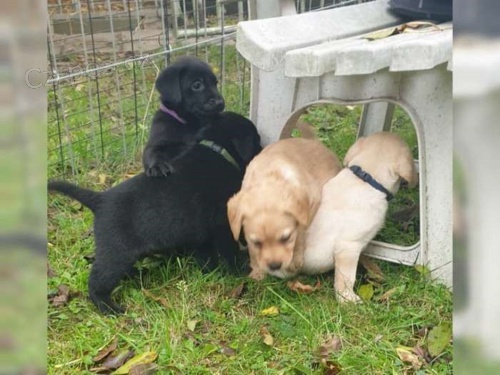 Labradorsk� retriever bez PP