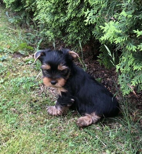 Jorkšírský teriér - štěňata bez PP Jorkšírský teriér - štěňata bez PP