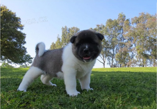 Krásná úžasná americká akita štěňata Krásná úžasná americká akita štěňata