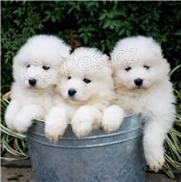 ڞasn� Samoyed �t��ata.