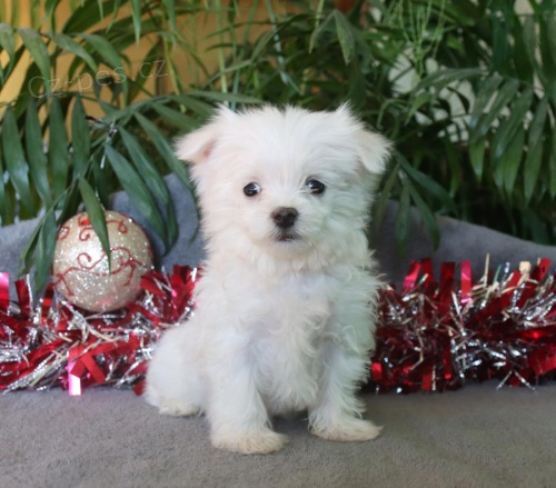 Maltská štěňata. Maltská štěňata.