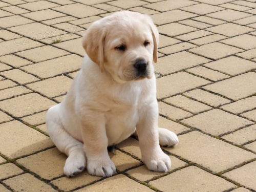 Labradorsk� retr�vr s PP