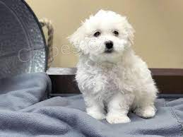 Mini maltézáček k adopci. Mini maltézáček k adopci.