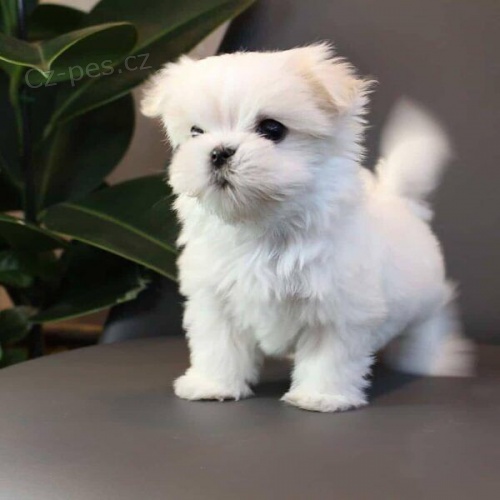 Mini maltézáček k adopci. Mini maltézáček k adopci.