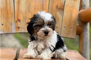 Krásná Yorkshirská štěňátka. Krásná Yorkshirská štěňátka.