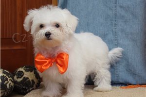 Rozkošné maltské štěňata. Rozkošné maltské štěňata.