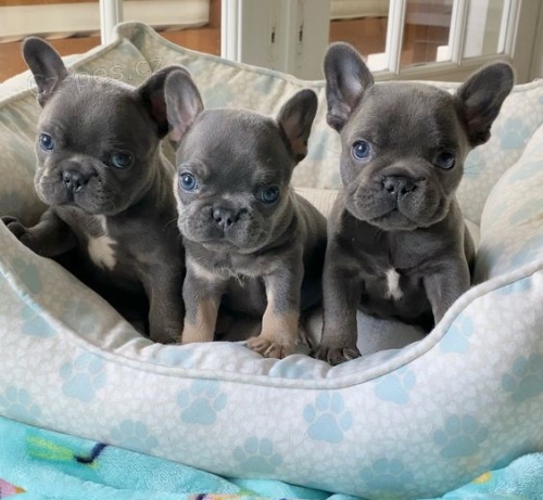 Štěňátka francouzského buldočka k ADOPOCI Štěňátka francouzského buldočka k ADOPOCI