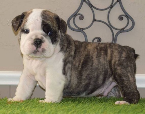 �t���tka anglick�ho buldo�ka k ADOPCI