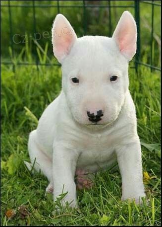 kr�sn� �t���tka anglick�ho bulteri�ra k adopci.