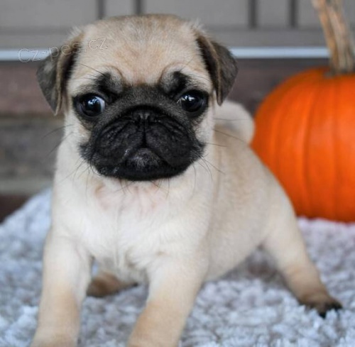 Prod�m kr�sn� b�ov� �t��ata mopse