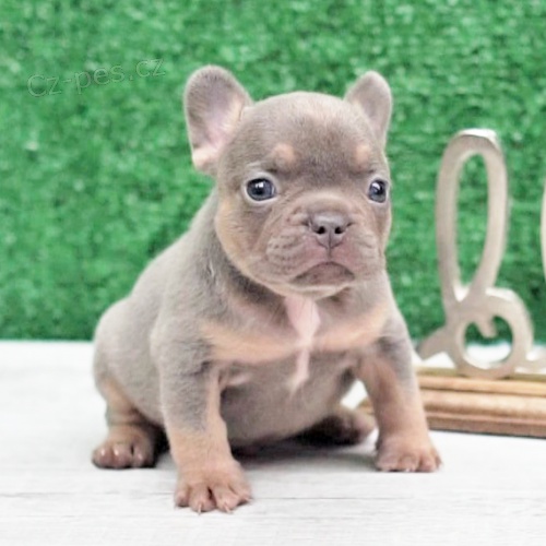 Prodám mini štěňata francouzského buldočka. Prodám mini štěňata francouzského buldočka.