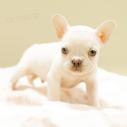 Prodám štěňata francouzského buldočka. Prodám štěňata francouzského buldočka.