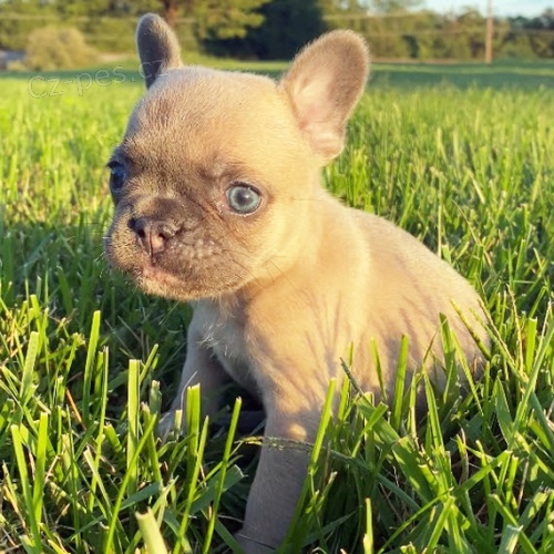 Prodám štěňata francouzského buldočka. Prodám štěňata francouzského buldočka.