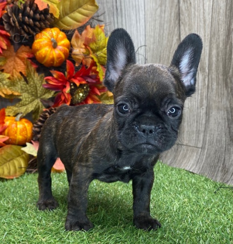 Prodám štěňata francouzského buldočka. Prodám štěňata francouzského buldočka.