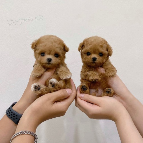 �t��ata pudla na prodej.