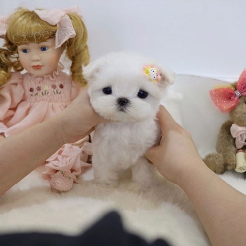 �t��ata pudla na prodej.