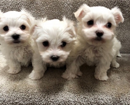 Prodám očkovaná štěňata maltézáků. Prodám očkovaná štěňata maltézáků.